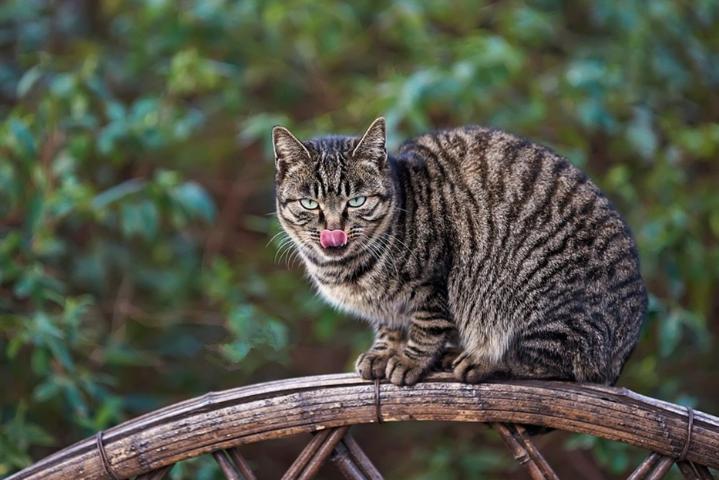 时尚潮流与宠物世界的交融，猫咪最新观看指南